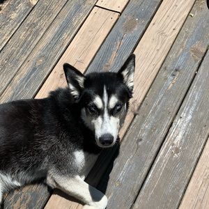 Meet your Posher, Dunia